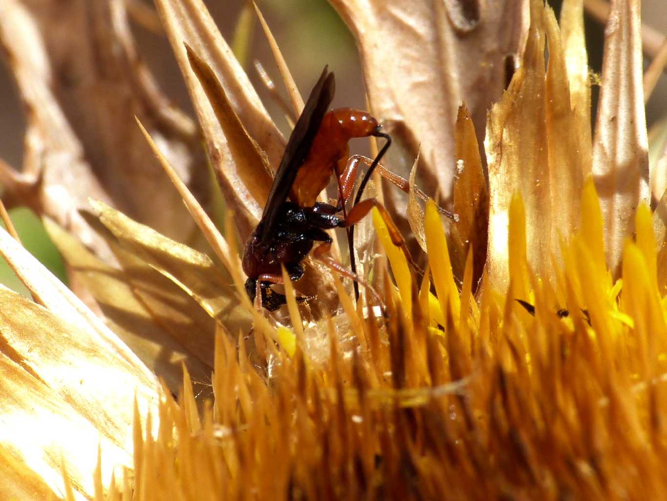 Piccolo Ichneumonidae  (o Braconidae?) su fiore di Carlina